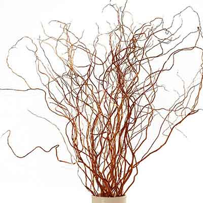 Curly Willow Branches - Red - Fresh