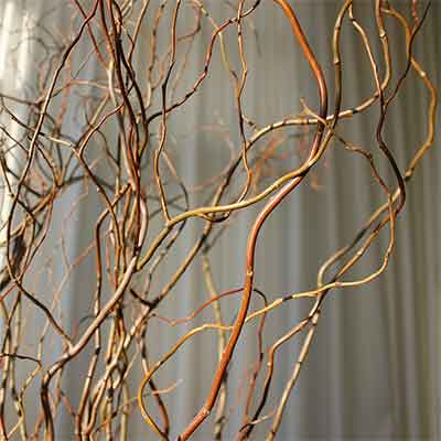 Curly Willow Branches - Green - Fresh