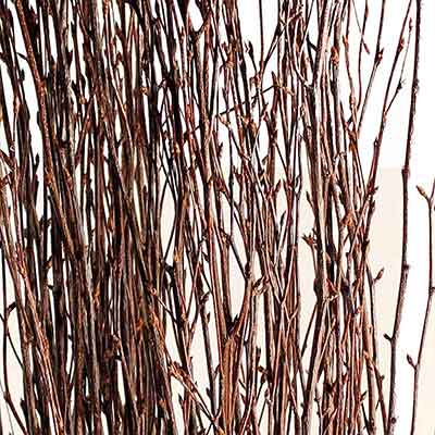 Natural Birch Branches