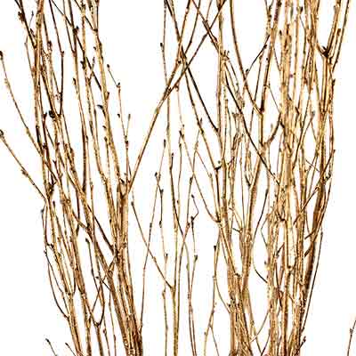 Birch Branches - Goldleaf