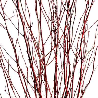 Red Birch Branches
