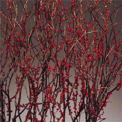 Huckleberry Branches - Winterberry