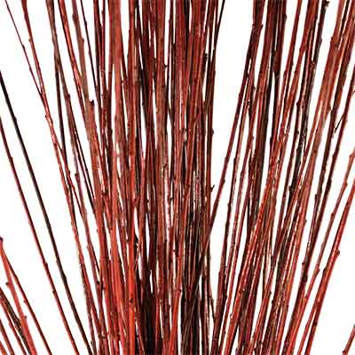Straight Willow Branches - Brown