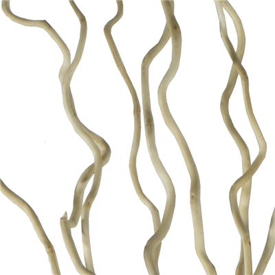 Corkscrew Willow Branches - Bleached