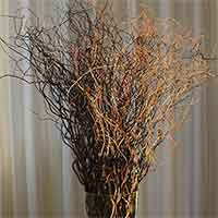 Curly Willow Branches - Green - Bulk - Fresh