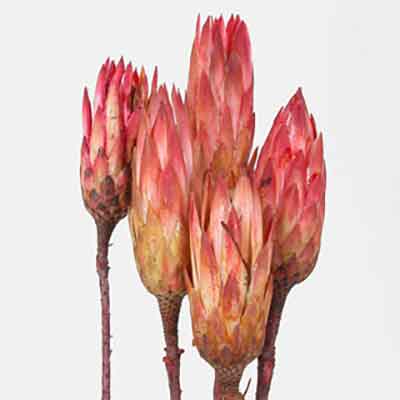 Protea Repens - Pink