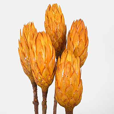 Protea Repens - Autumn Gold