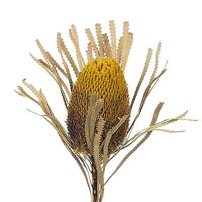 Banksia Hookerana - Yellow