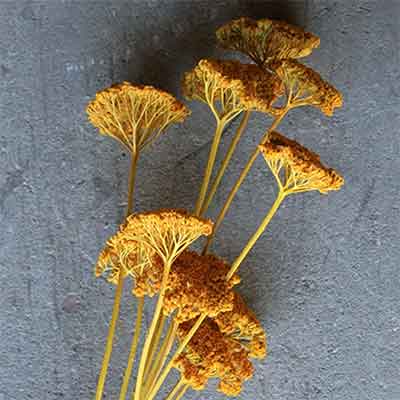 Dried Yarrow Flowers - Yellow