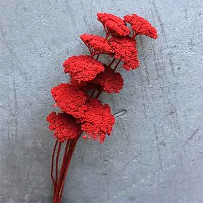 Red Yarrow Dried Flowers