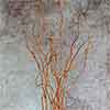 144 Natural Curly Willow Branches, 3-5'