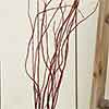 144 Burnt Oak Curly Willow Branches, 3-5'