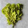 Preserved Oak Leaves, Chartreuse, 12 Pounds