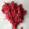 Preserved Oak Leaves, Red, 12 Pounds