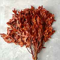 Preserved Oak Leaves, Rust, 12 Pounds