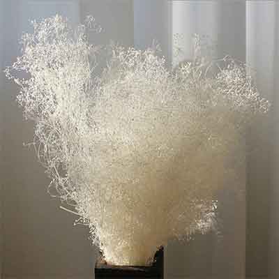 Baby's Breath (Gypsophila), Bleached, 12 Bundles (Shipping Included)