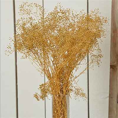 Baby's Breath (Gypsophila), Gold Sparkle, 12 Bundles (Shipping Included)
