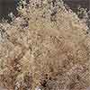 Baby's Breath (Gypsophila), Champagne Sparkle, 12 Bundles (Shipping Included)