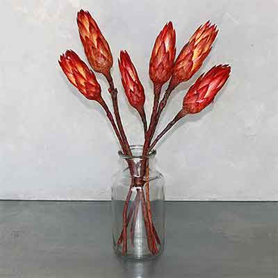 72 Protea Repens, Red