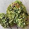 Dried Hydrangeas, Basil Two-toned, 12 Bundles (Shipping Included)