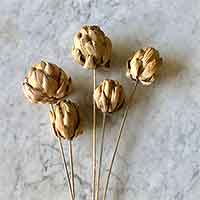 Dried Artichokes, Natural, 12 Bunches