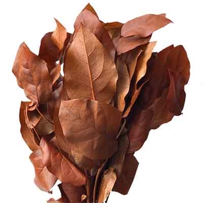 Preserved Salal Leaves