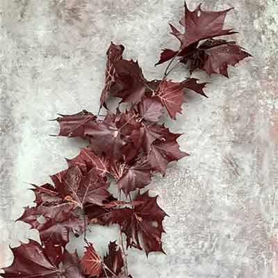 Preserved Sycamore Branches - Red
