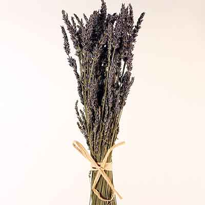 French Dried Lavender