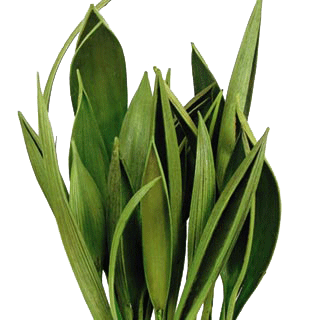 Palm Spathes - Green
