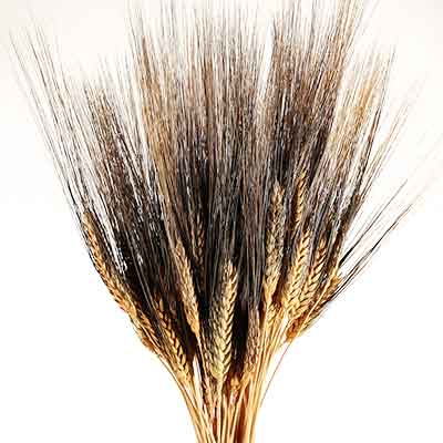 Blackbeard Wheat Bunch