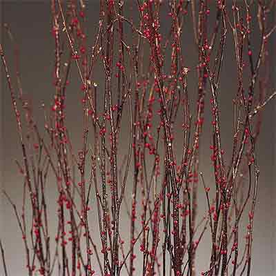 Birch Branches - Winterberry