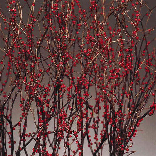 Winterberry Branches, 24-30, 10 Bundles