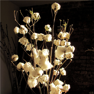 Cotton Branches