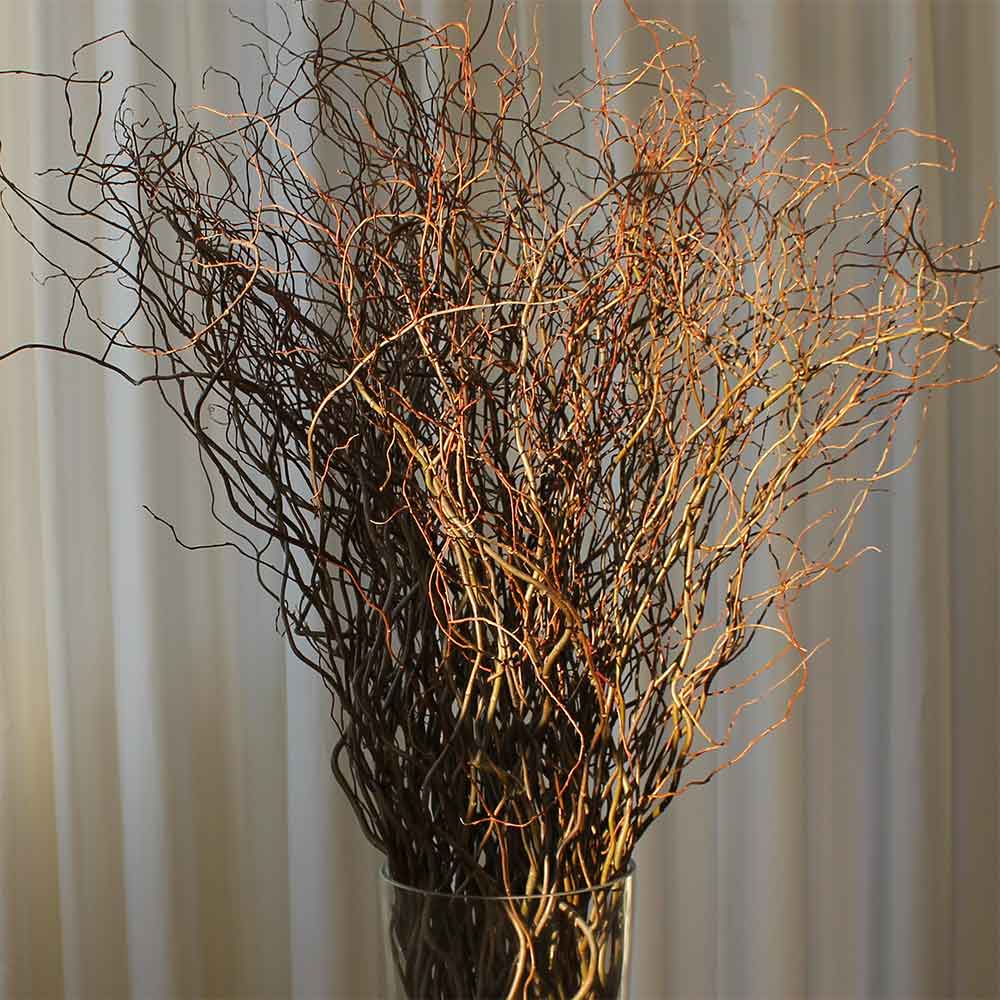 3-4' Fresh Green Curly Willow, 100 Branches