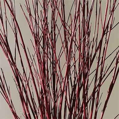 Red Dogwood Branches