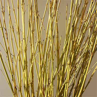 Yellow Dogwood Branches