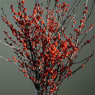 Winterberry Branches, 18-24"