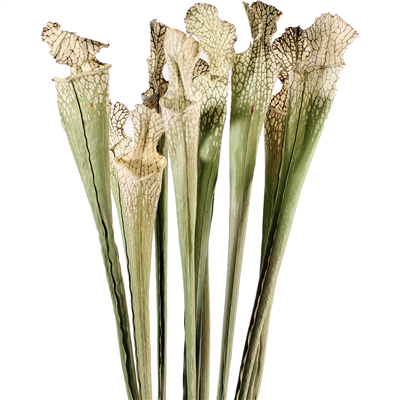 Sarracenia