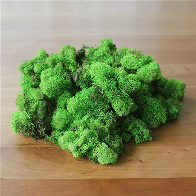 Preserved Reindeer Moss