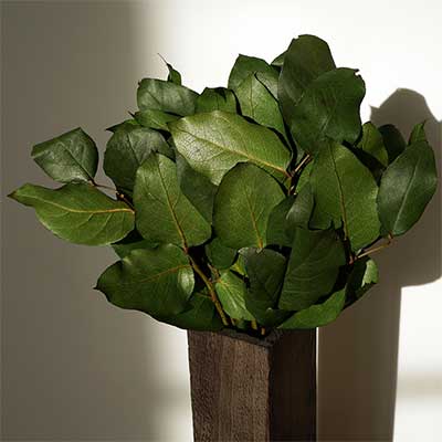 Preserved Salal Leaves