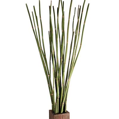Equisetum / Snake Grass / Horsetail