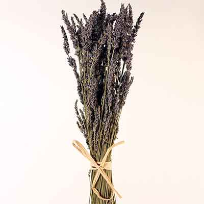 French Dried Lavender