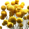25 Bundles, Craspedia Billy Balls - Yellow Ball Flowers