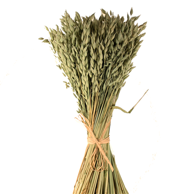 Avena (Oats)