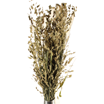 Natural Sea Oats