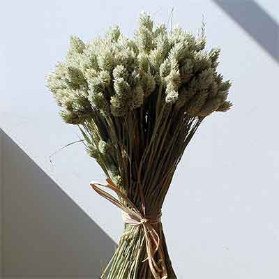 Phalaris