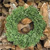 Boxwood Wreath 22"
