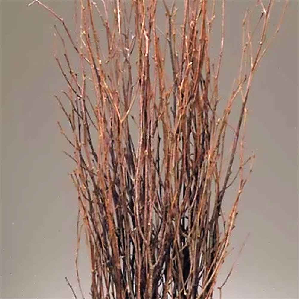 Bindle & Brass 18 in. - 28 in. Dried Natural Black Birch Branch 5-6-Stem (2-Pack)