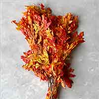 Preserved Oak Leaves, Autumn, 12 Pounds