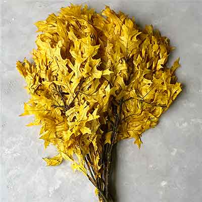 Preserved Oak Leaves, Yellow, 12 Pounds